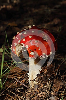 Red fly agaric on a dark background in the forest. Toxic and hallucinogen poisonous mushroom in the grass on fall forest backgroun