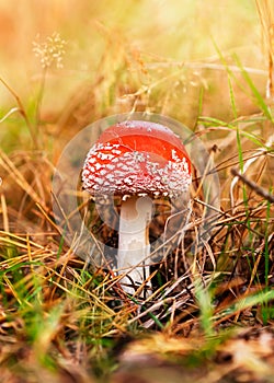 Red fly agaric in dry grass in the autumn forest against the background of sunlight. Dangerous mushrooms, beautiful