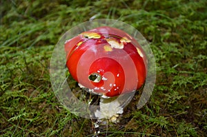 Fly agaric