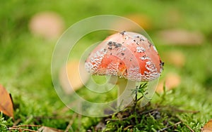 Red fly agaric in the forest moss among