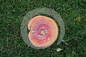 Red fly agaric on green grass . Beautiful but nibbeled toxic dangerous mushroom . Top view bords eye perspective .