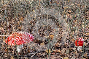 red fly agaric grows in the forest