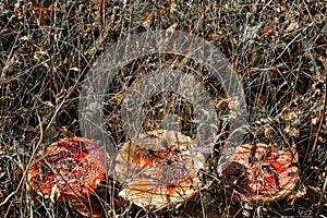 red fly agaric grows in the forest.