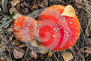 red fly agaric grows in the forest.