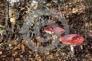 red fly agaric grows under a tree in the forest