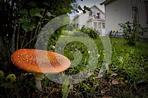 Red fly agaric on the lawn