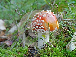 Red fly agaric