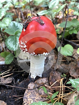 fly agaric is the most dangerous mushroom of the autumn forest. Amanita muscaria is used as an intoxicant and entheogen in Sib