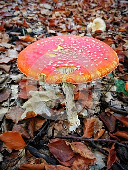 Red fly agaric mushroom in the autumn forest, amanites.
