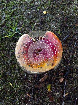 Red fly agaric mushroom in the autumn forest. Poisonous mushroom in the forest. Closeup. Amanita muscaria