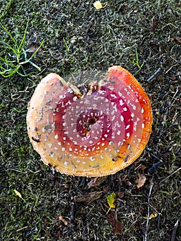 Red fly agaric mushroom in the autumn forest. Poisonous mushroom in the forest. Closeup. Amanita muscaria