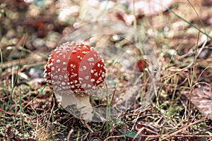 Red fly agaric mushroom in the forest. Sunny view of fly agaric mushrooms in a forest