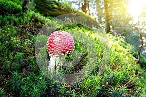 Red fly agaric mushroom in morning forest