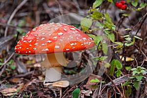 Red fly agaric mushroom or toadstool growing in the forest. Amanita muscaria, toxic mushroom. Poisonous mushroom famous for its
