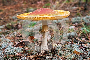 Red fly agaric mushroom or toadstool growing in the forest. Amanita muscaria, toxic mushroom. Poisonous mushroom famous for its