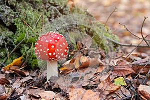 Red fly agaric mushroom or toadstool growing in the forest. Amanita muscaria, toxic mushroom. Poisonous mushroom famous for its