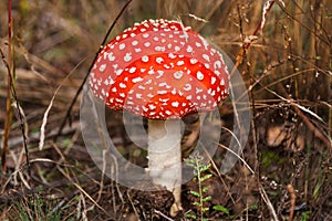 Red fly agaric mushroom or toadstool growing in the forest. Amanita muscaria, toxic mushroom. Poisonous mushroom famous for its