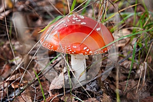 Red fly agaric mushroom or toadstool growing in the forest. Amanita muscaria, toxic mushroom. Poisonous mushroom famous for its