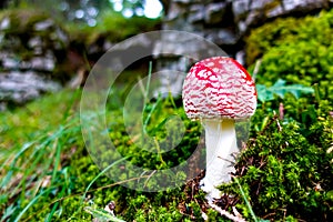 Red fly agaric mushroom with white dots growing in green moss near cliff in the fall