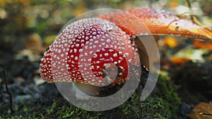 A red fly agaric mushroom with white spots on the cap