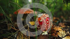 A red fly agaric mushroom with white spots on the cap