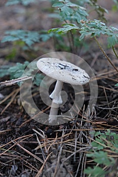 Red fly agaric or Pale grebe, a green deadly poisonous mushroom from the genus Amanita.