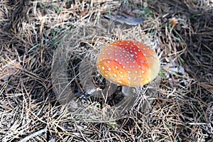 Red fly agaric or Pale grebe, a green deadly poisonous mushroom from the genus Amanita.