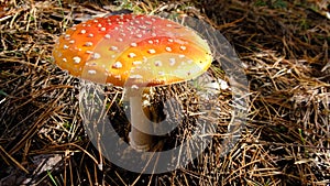 Red fly agaric or Pale grebe, a green deadly poisonous mushroom from the genus Amanita.