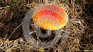 Red fly agaric or Pale grebe, a green deadly poisonous mushroom from the genus Amanita.