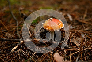 A red fly agaric in a summer forest under the pine branches, close-up.