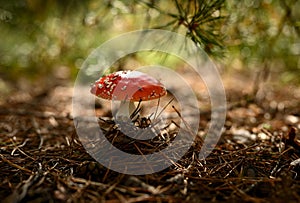 A red fly agaric in a summer forest under the pine branches, close-up.