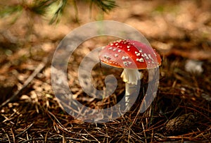 A red fly agaric in a summer forest under the pine branches, close-up.