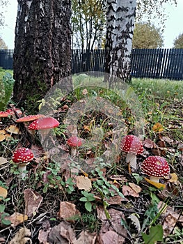 Red fly agarics and dry leaves under birch trees