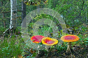 Red fly agarics.