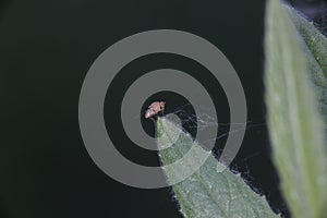 Red fly on cactus leaf photo