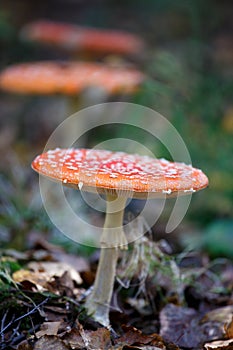 Red fly mushroom