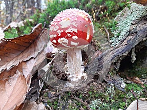 A red fly mushroom or toadstool in autumn forest. Amanita muscaria fly agaric poisonous white spotted red mushroom.