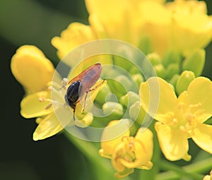 Red fly on the rapeseed flowers