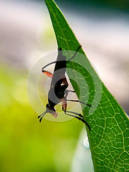 the red fly was perched on a leaf, not afraid to fall because its legs were firmly gripped