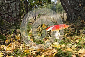 Red flyagaric