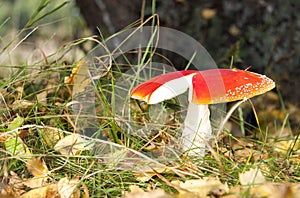 Red flyagaric