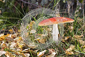 Red flyagaric