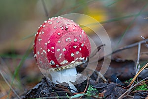 Red flyagaric mushroom