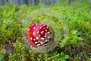 Red flyagaric.