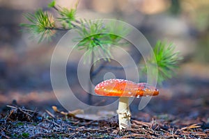 Red flyagaric mushroom in forest