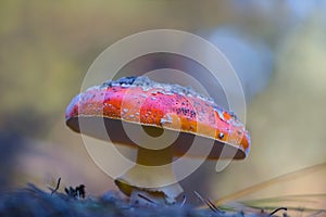 Red flyagaric mushroom in forest