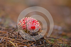 Red flyagaric mushroom in forest