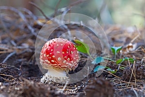 Red flyagaric mushroom in forest