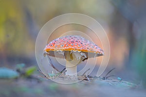 Red flyagaric mushroom in forest