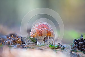 Red flyagaric mushroom in forest